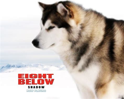 Eight Below Wallpapers